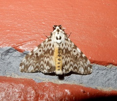 Lymantria fuliginosa