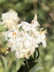 Pimelea glauca