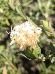 Pimelea glauca