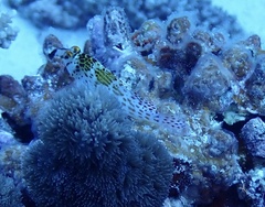 Cirrhitichthys falco