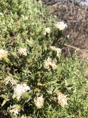 Pimelea glauca