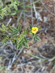 Stylosanthes fruticosa