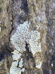 Pertusaria