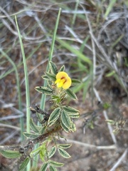 Stylosanthes fruticosa