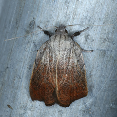 Tortricopsis pyroptis