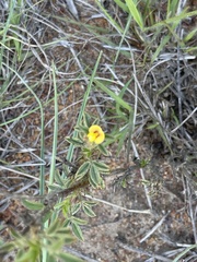 Stylosanthes fruticosa