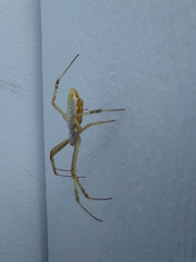 Argiope protensa