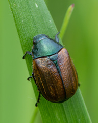 Anomala dubia