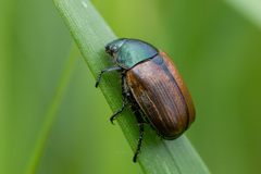 Anomala dubia