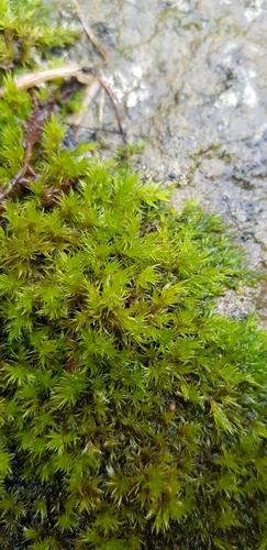 Image of Racomitrium fasciculare by (c) Helen Waterman, some rights reserved (CC BY)