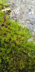 Racomitrium fasciculare