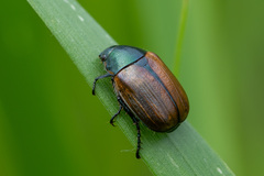 Anomala dubia
