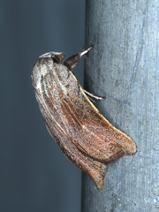 Tortricopsis pyroptis