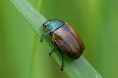 Anomala dubia