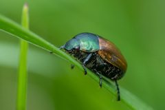 Anomala dubia