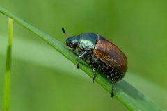 Anomala dubia