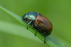 Anomala dubia