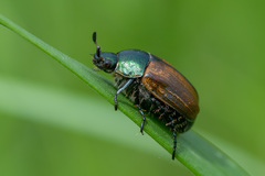 Anomala dubia