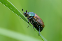 Anomala dubia