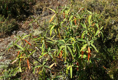 Clutia abyssinica