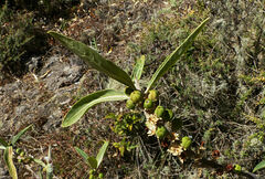 Clutia abyssinica