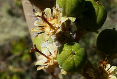 Clutia abyssinica