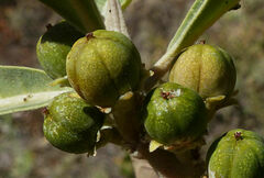Clutia abyssinica
