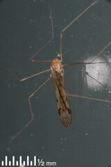 Dicranomyia