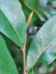 Thiania bhamoensis