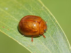 Dicranosterna semipunctata