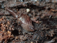 Otoconcha dimidiata