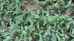 Persicaria posumbu