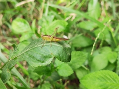 Conocephalus maculatus