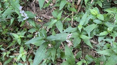 Persicaria posumbu