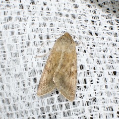 Australothis rubrescens