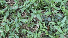 Persicaria posumbu