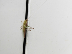 Conocephalus maculatus