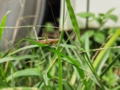 Conocephalus maculatus