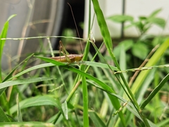 Conocephalus maculatus