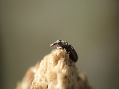 Sericotrogus subaenescens