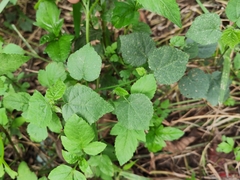 Sida cordifolia