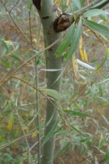 Salix