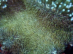 Heterodactyla hemprichi