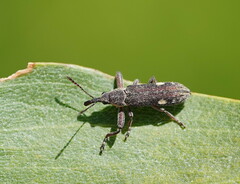 Rhinotia bimaculata