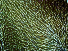 Heterodactyla hemprichi