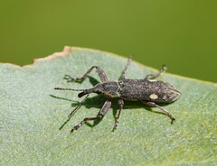 Rhinotia bimaculata