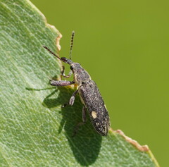 Rhinotia bimaculata