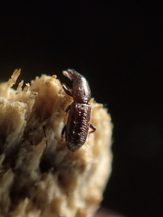 Sericotrogus subaenescens