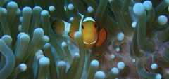 Amphiprion ocellaris