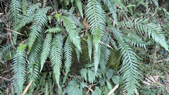Phegopteris decursive-pinnata